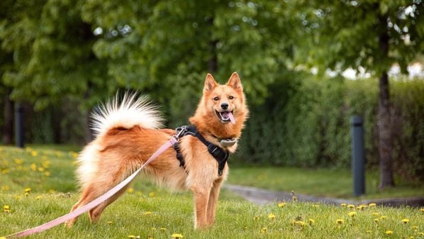 Conhecido pela aparência elegante e comportamento atento, esse cão nórdico combina instinto de caça, energia e grande ligação com a família