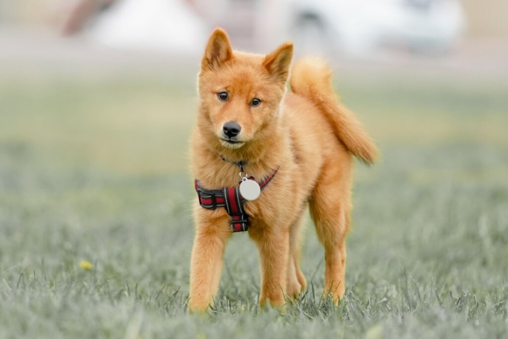 O spitz finlandês é conhecido por seu comportamento ativo e expressivo (Imagem: Francine parent | Shutterstock)
