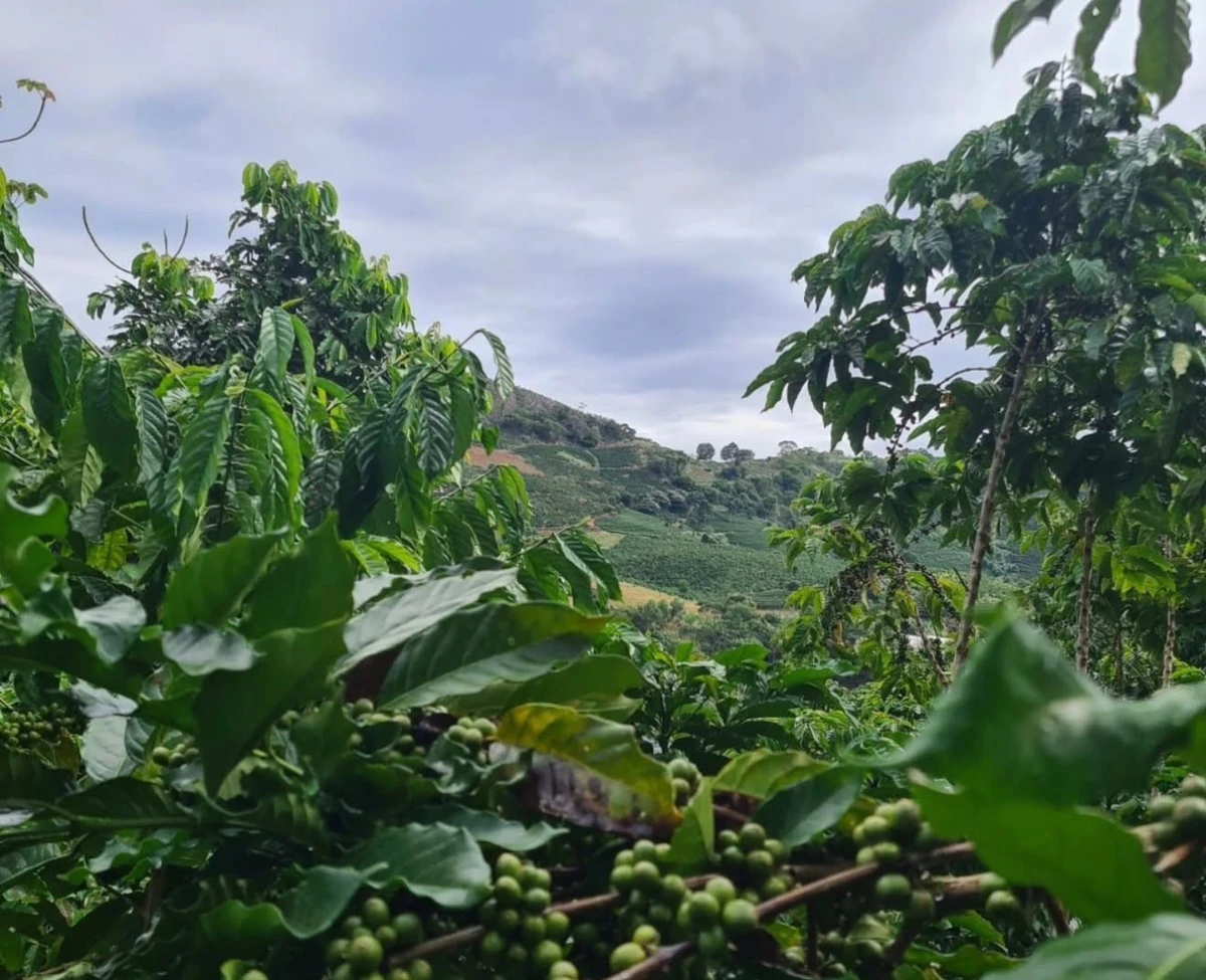 Lavoura de café na Fazenda São Bento, em Santa Teresa