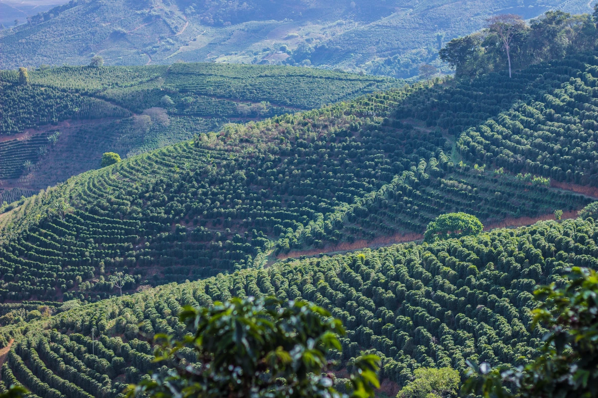 Plantação de café arábica no município de Pedra Menina-ES, na região do Caparaó