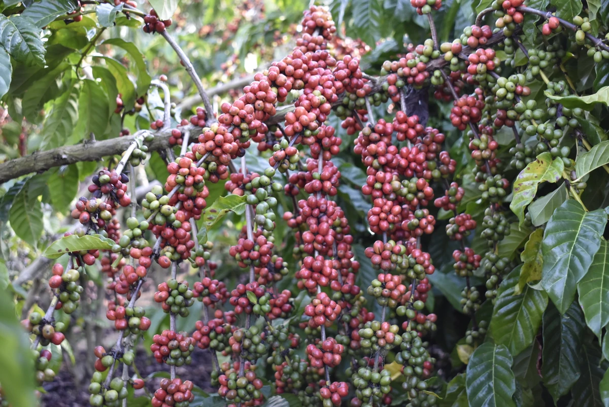Plantação de café no Norte do ES