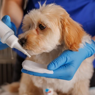 Imagem - Soro caseiro para pets, ajuda ou pode piorar o quadro? Médica-veterinária alerta para riscos