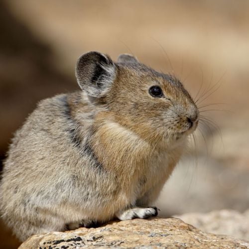 Imagem - Pika: 7 curiosidades sobre esse pequeno mamífero 