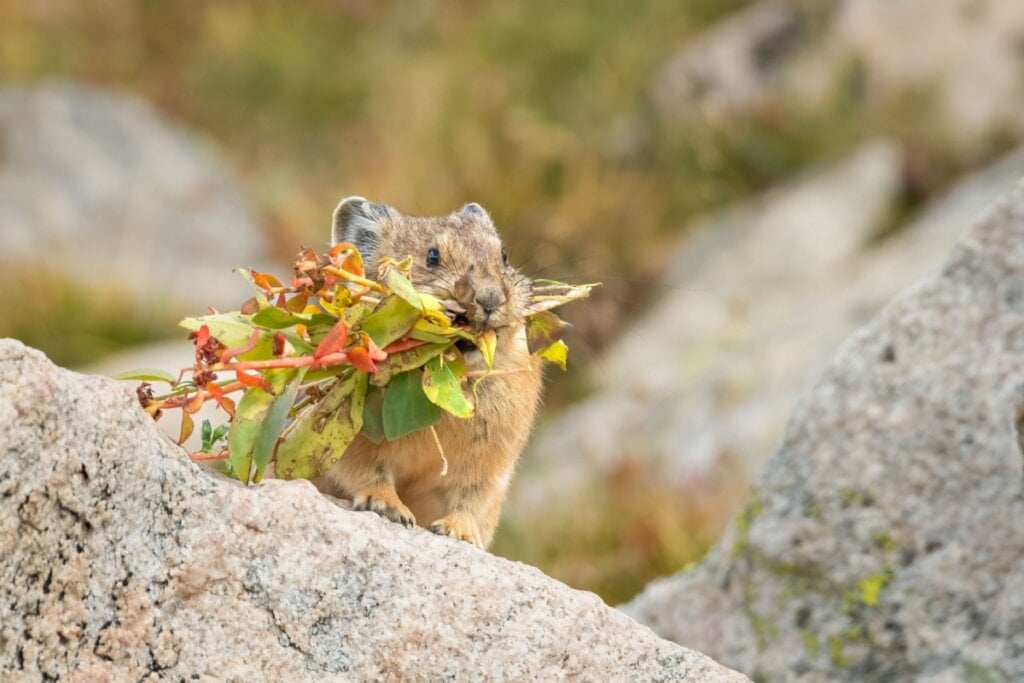 O pika costuma cortar plantas, folhas e flores e as deixa secando ao sol antes de armazená-las (Imagem: Eivor Kuchta | Shutterstock)