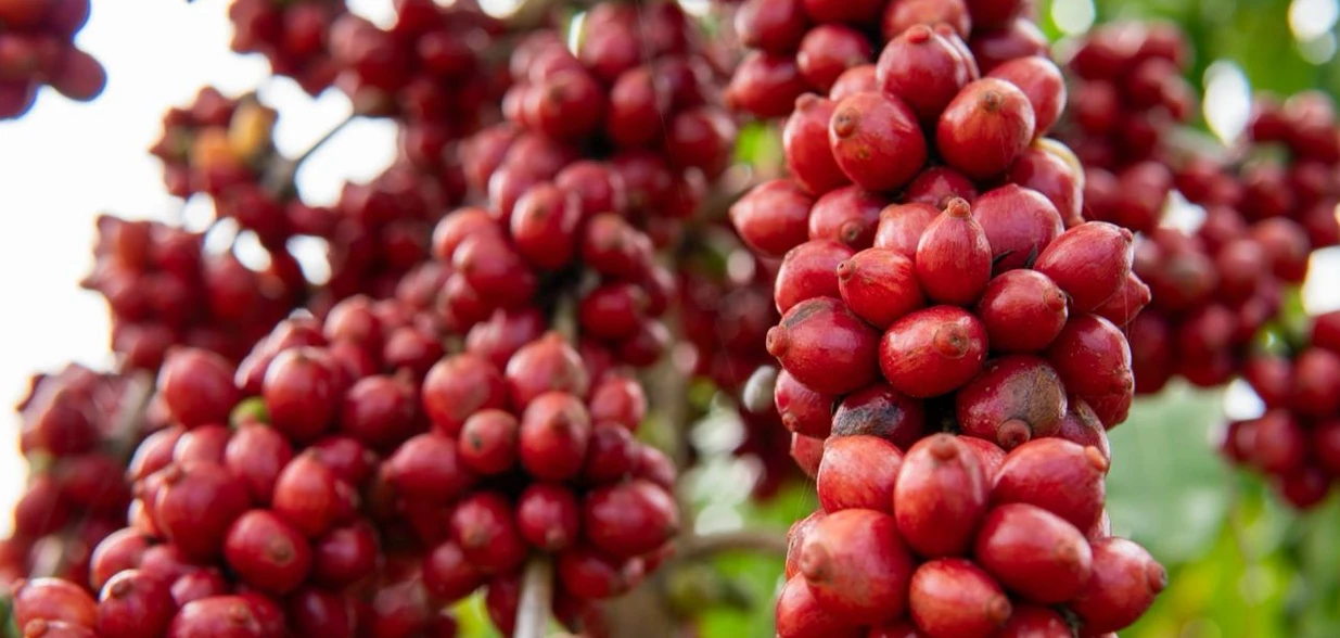 O montante foi recebido por mais de 1 mil cooperados da Cooabriel que têm certificação de práticas de sustentabilidade; cooperativa é referência no café conilon