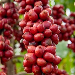 O montante foi recebido por mais de 1 mil cooperados da Cooabriel que têm certificação de práticas de sustentabilidade; cooperativa é referência no café conilon