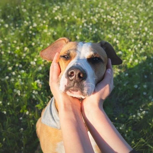 Imagem - Cachorro bravo: 6 dicas para melhorar o comportamento do animal 