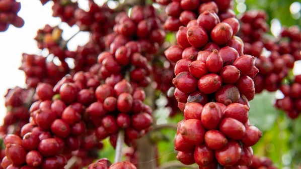 O montante foi recebido por mais de 1 mil cooperados da Cooabriel que têm certificação de práticas de sustentabilidade; cooperativa é referência no café conilon