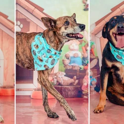 "Brócolis", "Moranguinho" e "Tulipa", entre outros cães, estão disponíveis para adoção responsável por meio da ONG Patas e Mãos