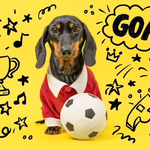 Imagem - 10 nomes para cachorro inspirados em times de futebol