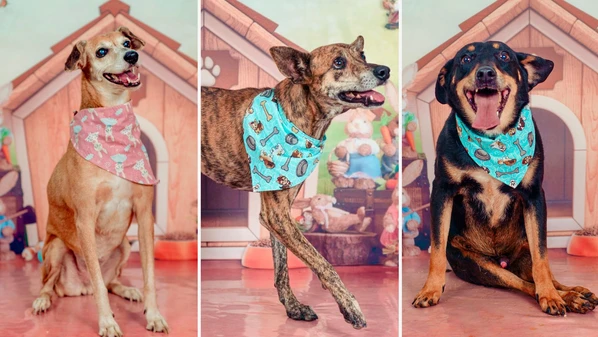 "Brócolis", "Moranguinho" e "Tulipa", entre outros cães, estão disponíveis para adoção responsável por meio da ONG Patas e Mãos