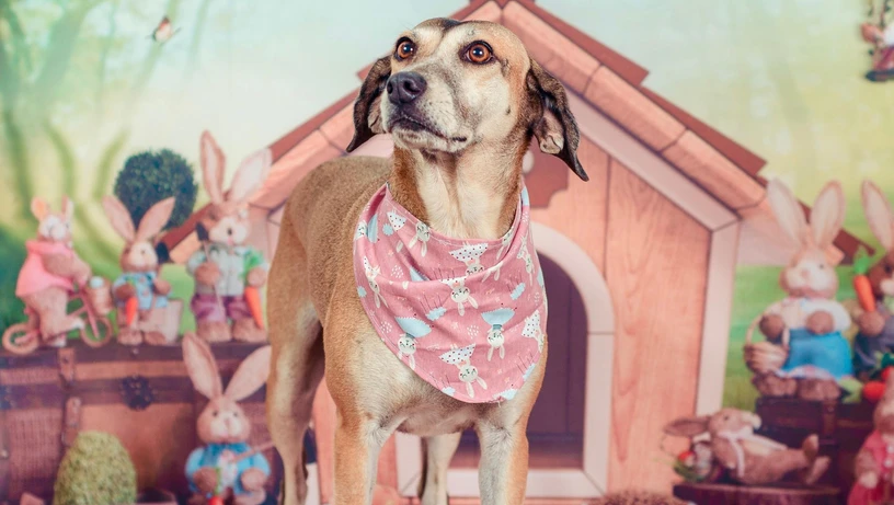 Treze cães estão disponíveis para adoção responsável em Cachoeiro