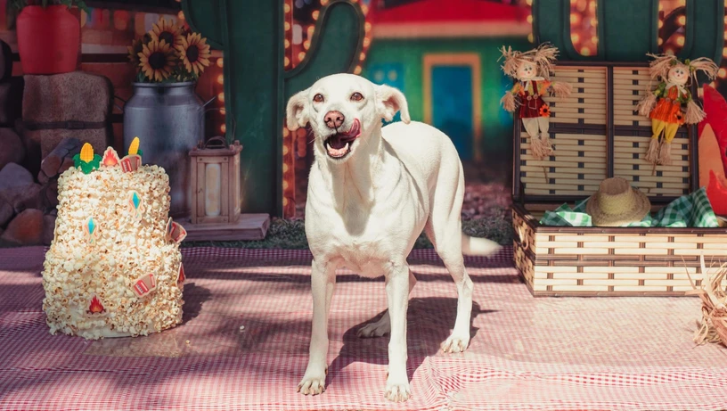 Treze cães estão disponíveis para adoção responsável em Cachoeiro