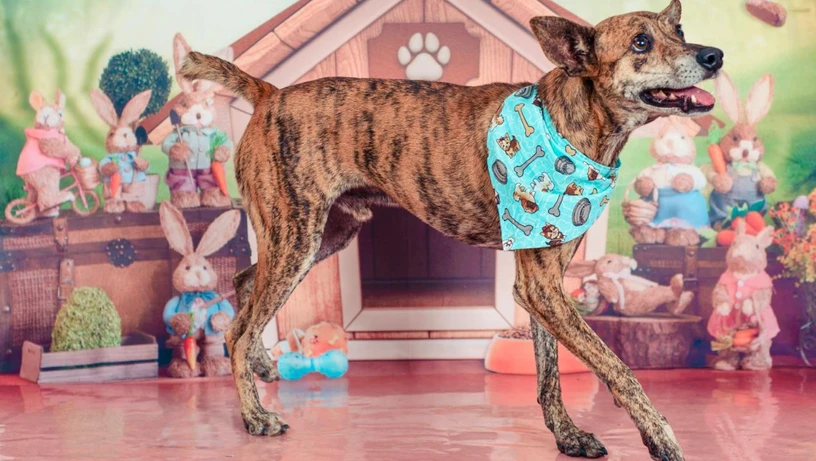 Treze cães estão disponíveis para adoção responsável em Cachoeiro