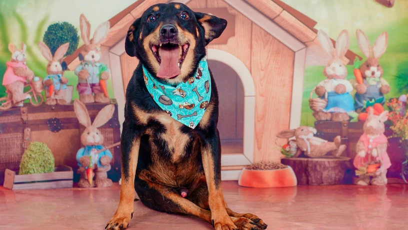 Treze cães estão disponíveis para adoção responsável em Cachoeiro