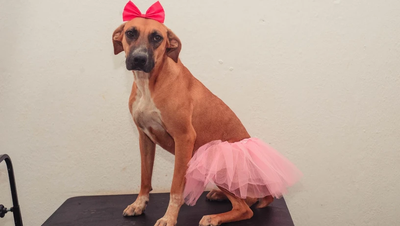 Treze cães estão disponíveis para adoção responsável em Cachoeiro