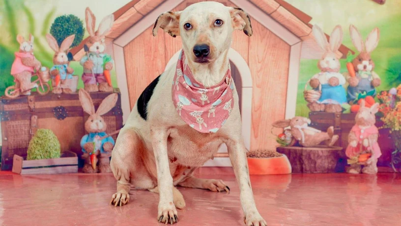 Treze cães estão disponíveis para adoção responsável em Cachoeiro