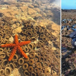 Pesquisadores da Ufes notaram que, em Aracruz, no Norte do Estado, , o impacto foi drástico nas "florestas" de algas marrons e vermelhas, que servem de abrigo e alimento para diversas espécies no mar