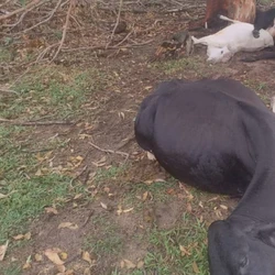 Outros dois casos do tipo ocorreram na cidade apenas duas semanas antes, resultando na morte de dez animais