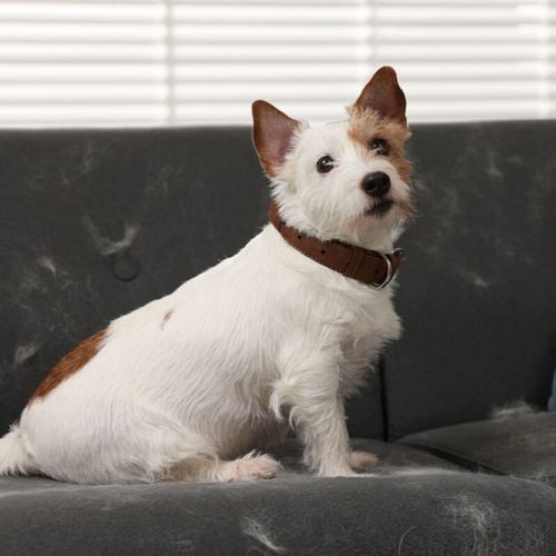 Imagem - 9 dicas para reduzir os pelos dos animais pela casa 