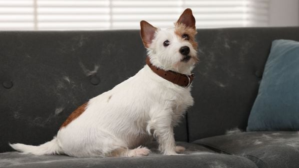 Cuidados simples no dia a dia ajudam a manter o ambiente mais limpo e confortável mesmo com pets que soltam bastante pelagem