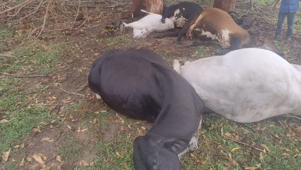 Outros dois casos do tipo ocorreram na cidade apenas duas semanas antes, resultando na morte de dez animais