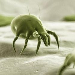 Até 84 milhões de brasileiros têm rinite. Doença costuma ser pior na infância e na adolescência.