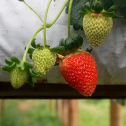 Com aumento das importações e custo mais baixo para a indústria com a fruta de fora, agricultores do Espírito Santo dizem que renda caiu e já há até casos de desistência do plantio