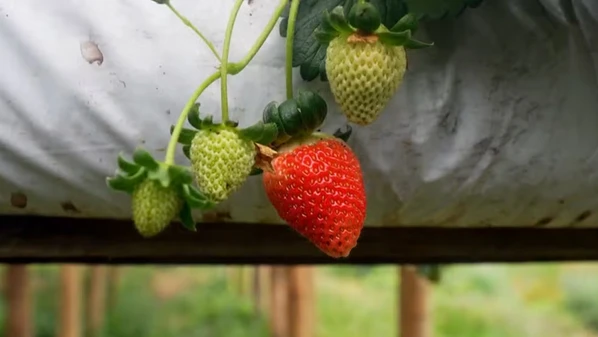 Com aumento das importações e custo mais baixo para a indústria com a fruta de fora, agricultores do Espírito Santo dizem que renda caiu e já há até casos de desistência do plantio