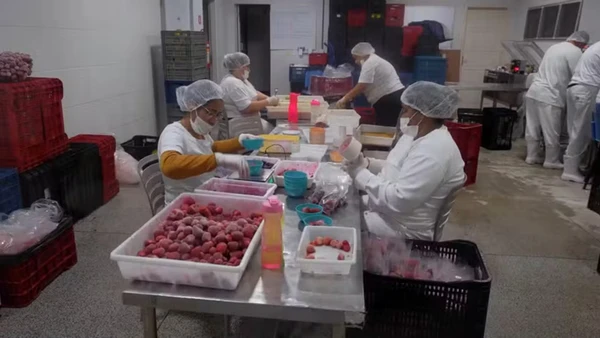 Cooperativas do Espírito Santo também comercializam morango congelado para a indústria
