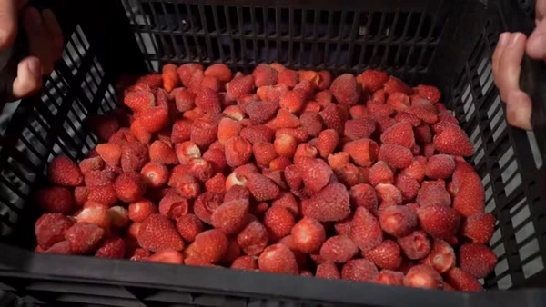 Guerra no Oriente Médio pode brecar importação de morangos pelo Brasil e beneficiar produtores do Espírito Santo