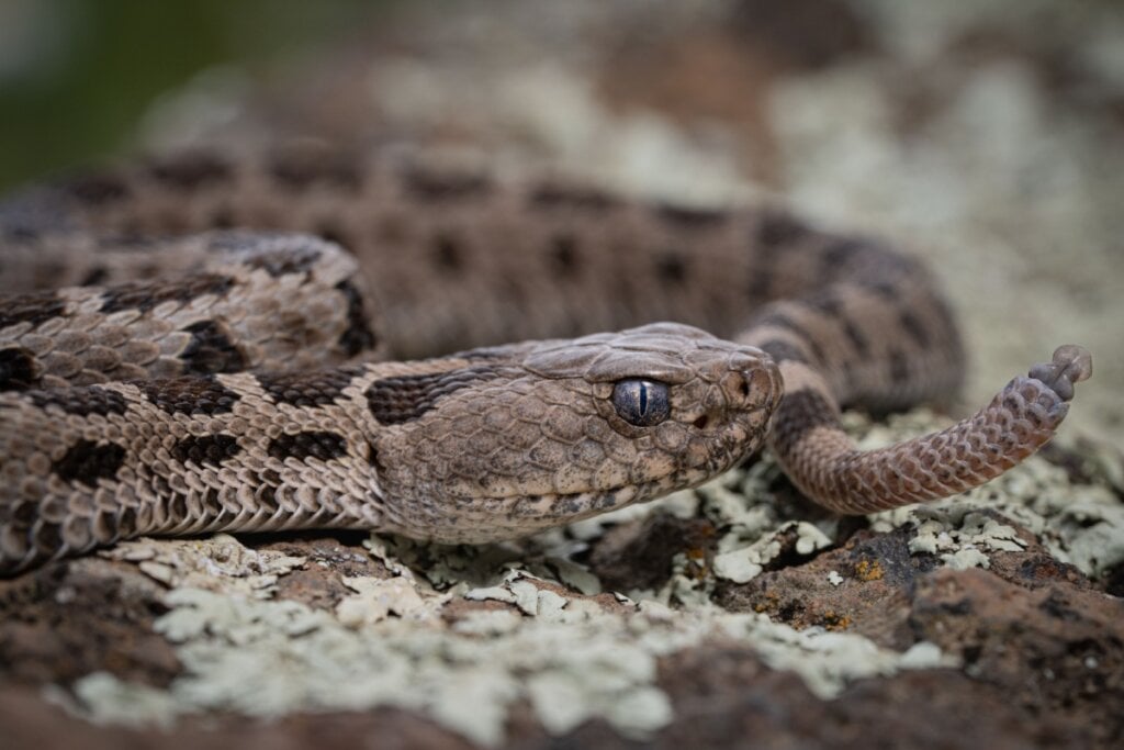 As características da cascavel, como o corpo alongado, o veneno e o chocalho na cauda, serviram de inspiração para a criação do Pokémon Ekans (Imagem: Gera Guzman | Shutterstock)