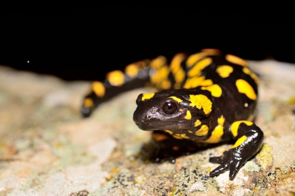 O Charmander possui forte inspiração na salamandra, um anfíbio que lembra pequenos lagartos e vive em ambientes úmidos (Imagem: Pablo Mendez Rodriguez | Shutterstock)