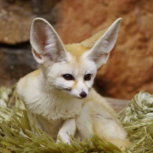 Imagem - Feneco: 8 curiosidades sobre essa raposa que vive no deserto 