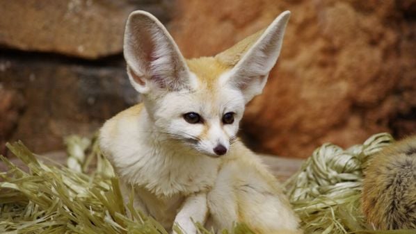 Pequeno, curioso e cheio de adaptações surpreendentes, esse animal chama atenção por sua aparência única