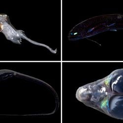 Cientistas descobriram no mar do Caribe cadeias montanhosas submarinas, torres douradas de coral e criaturas marinhas nunca vistas antes. A equipe compartilhou suas imagens com exclusividade para a BBC.