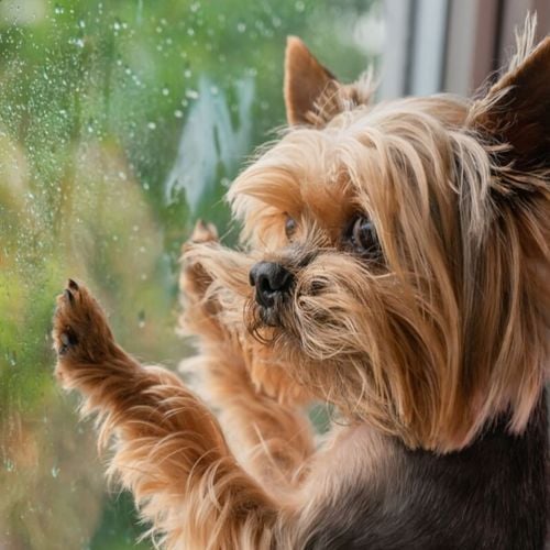 Imagem - Cachorro com medo de chuva: 6 dicas para ajudar o seu animal 
