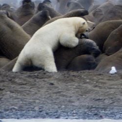 Há vinte anos, um programa da BBC exibiu uma cena icônica que mudou nossa compreensão sobre como os ursos-polares se adaptam para sobreviver. Aqui, revisitamos os acontecimentos dessa marcante série documental Planet Earth