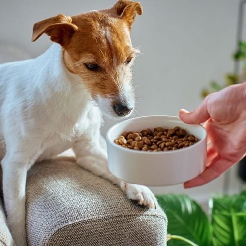 Imagem - Animal não quer comer: entenda as causas e quando procurar ajuda veterinária