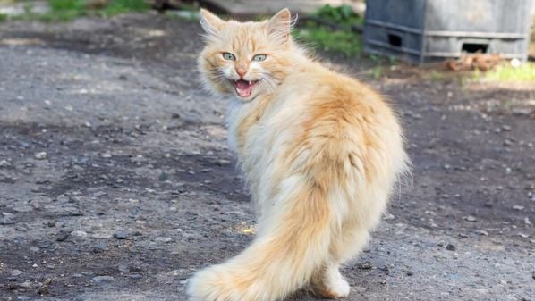 Mudanças no comportamento vocal do felino podem indicar necessidades, emoções ou até problemas de saúde 