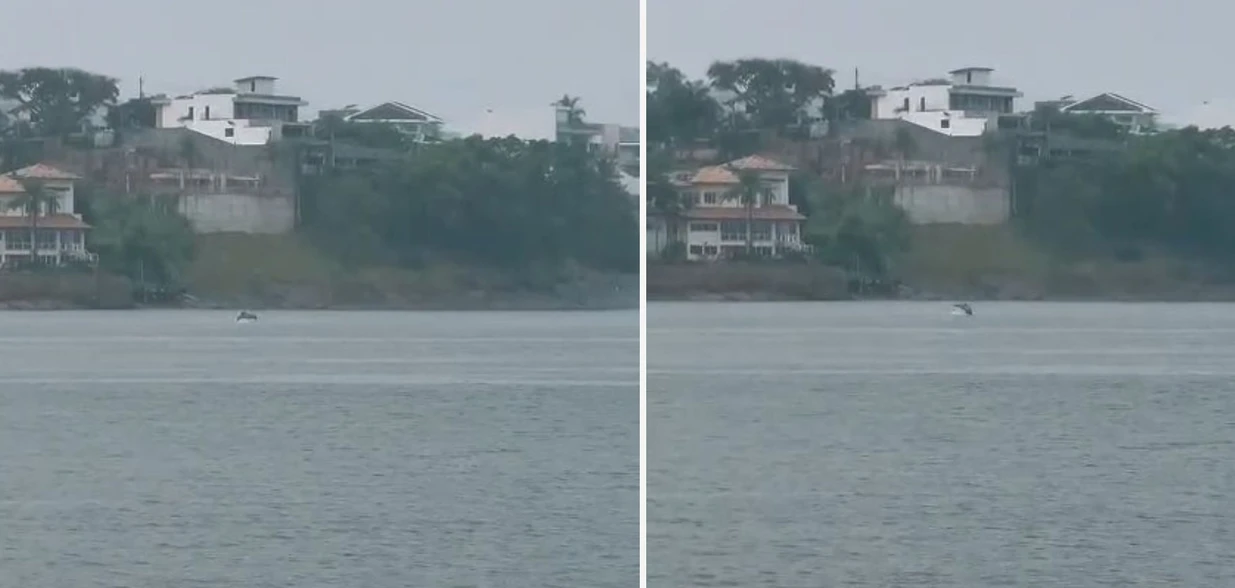 Os mamíferos apareceram próximo à Curva da Jurema, na tarde desta sexta (20); frequentadores se encantaram com a cena