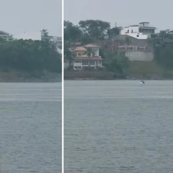 Os mamíferos apareceram próximo à Curva da Jurema, na tarde desta sexta (20); frequentadores se encantaram com a cena