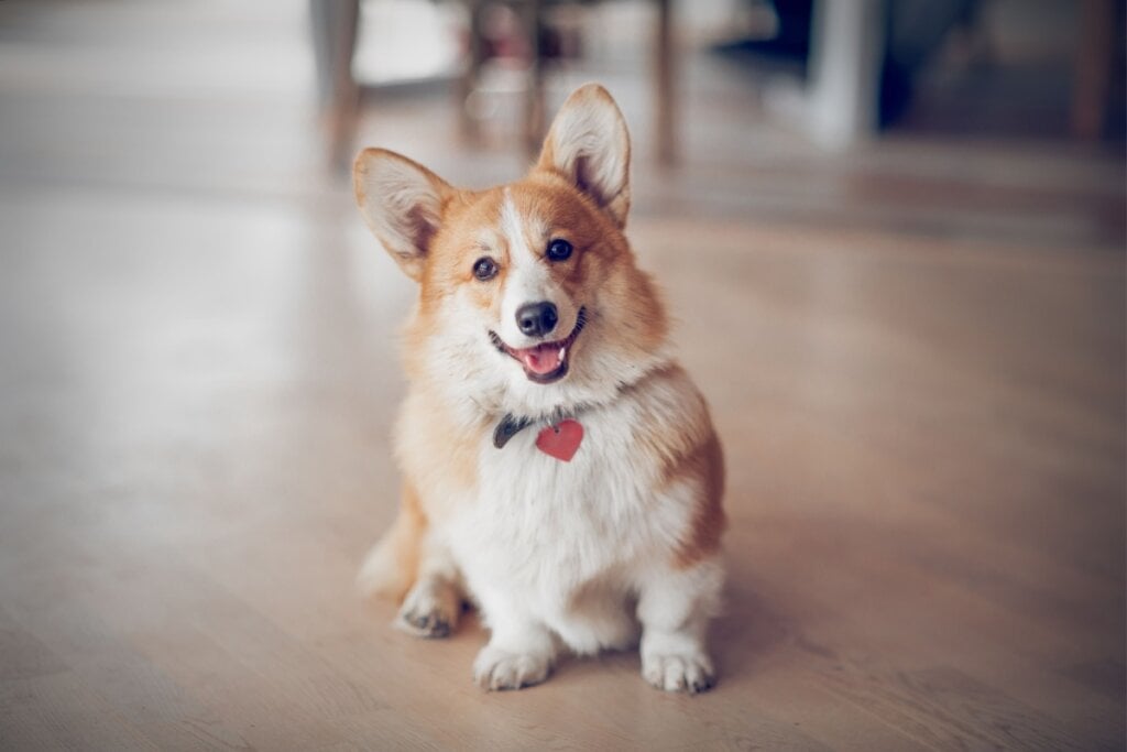 A energia, lealdade e agilidade do corgi se refletem perfeitamente em Yamper e Boltund, que traduz em forma elétrica o entusiasmo e a vivacidade dessa raça (Imagem: Elya Vatel | Shutterstock)