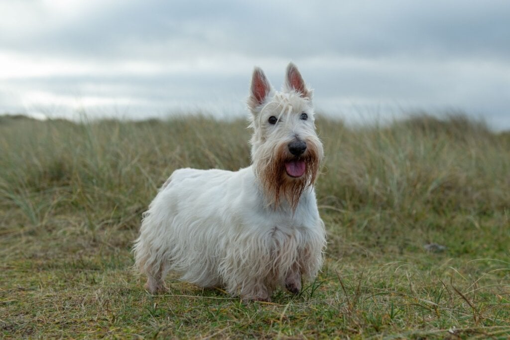 Além da aparência marcante com “barba” característica, o terrier escocês, assim como Stoutland, se associa à lealdade e ao instinto protetor (Imagem: rebeccaashworthearle | Shutterstock)