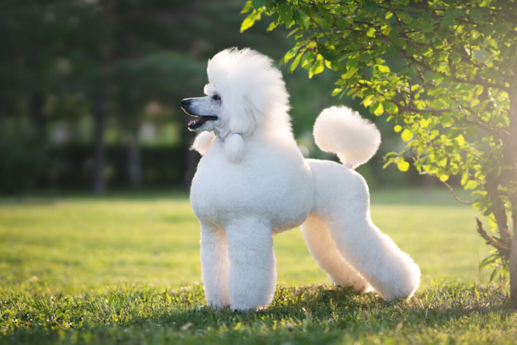 O poodle, assim como Furfrou, se destaca pela pelagem versátil e elegante, além de um comportamento ativo e sociável (Imagem: AntonMaltsev | Shutterstock)