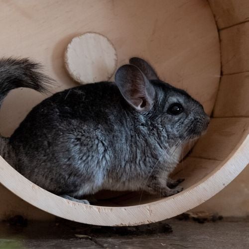 Imagem - Chinchila: 10 curiosidades sobre esse pequeno roedor