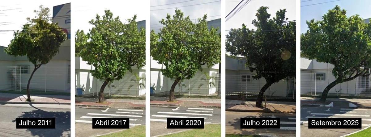 O aumento da inclinação do algodoeiro-da-praia ao longo dos anos na calçada em Bento Ferreira