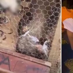 Animal silvestre foi encontrado preso em galinheiro e acabou solto em área segura após ação da Polícia Militar Ambiental