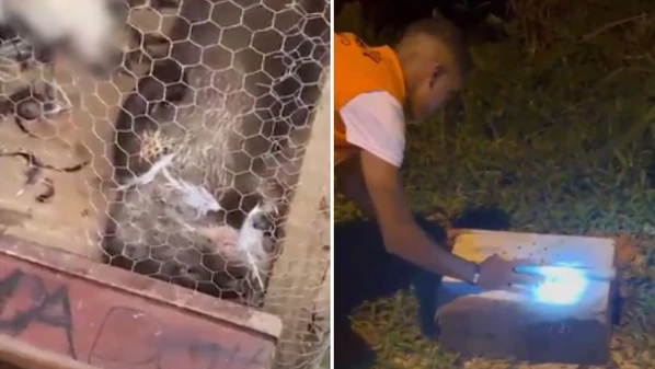 Animal silvestre foi encontrado preso em galinheiro e acabou solto em área segura após ação da Polícia Militar Ambiental