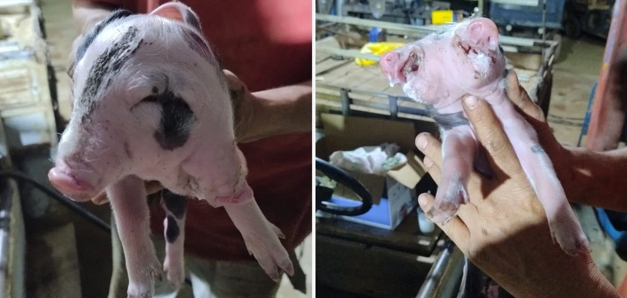 Cena foi registrada na localidade de Recreio, no interior de Alfredo Chaves, sendo considerada extremamente rara, segundo veterinário